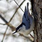White Breasted Nuthatch