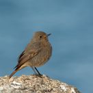 Little Bird