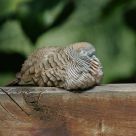 é›€ç–²é³¥å€¦