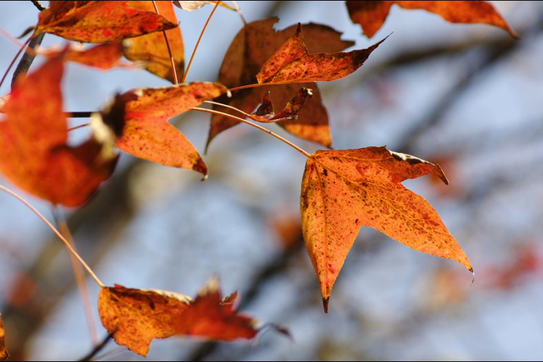 Orange leaf