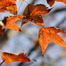 Orange leaf