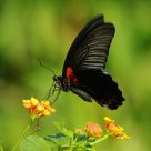 Papilio memnon