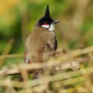 Red-whiskered Bulbul