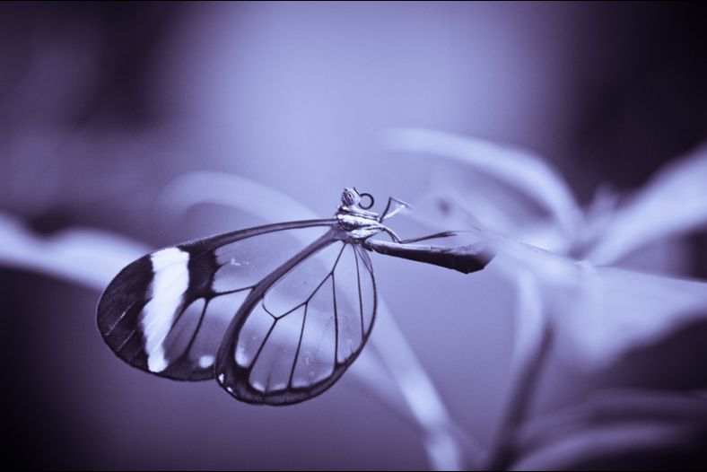 Split Toned Butterfly
