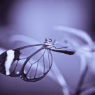 Split Toned Butterfly