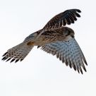 hovering kestrel
