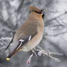 Waxwing