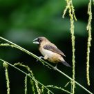 White-rumped Munia