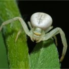 Crab Spider
