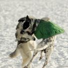 Dog Fight