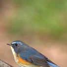 Red-flanked Bluetail