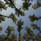 Sky-high trees