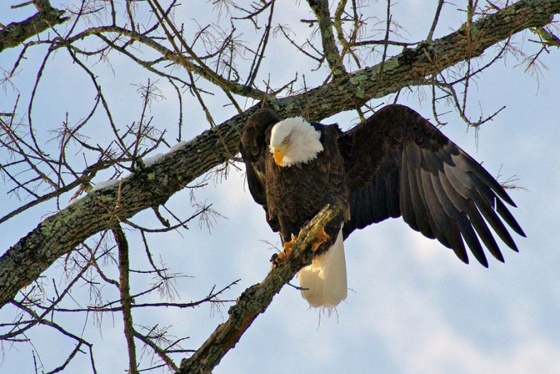 American Bald Eagle