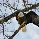 American Bald Eagle