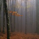 The Enchanted Forest