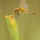 Dragonfly 02