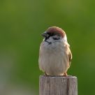 Sparrow