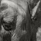 ElephantÂ´s skin