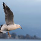 Gull in flight