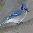 Blue Jay