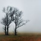 The Fog