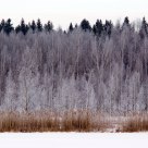 Silver wood