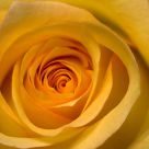 Yellow Rose