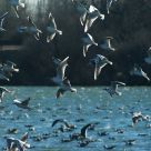 Gaviotas al atardecer