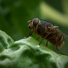 Blowfly