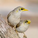 Birds.