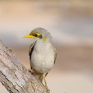 Bird.