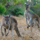 Kangaroo