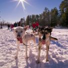 Dog Stars
