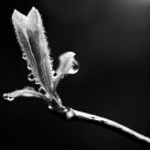 Sign Of Spring