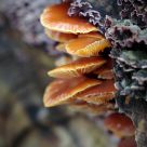 Fungi