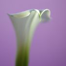 Arum lily