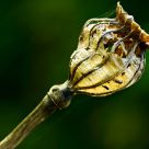 Forming a Skeleton