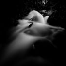 Dive into the dark water