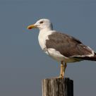 Gaviota esperando