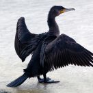 Great Cormorant