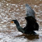 cormorant