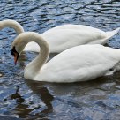 Synchronised Fishing