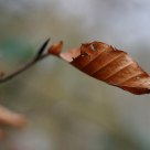 waiting to fall
