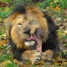 Tasty Snack