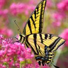 Butterfly in Garden