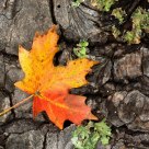Leaf and Lichen