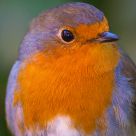 Handsome Robin