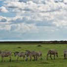 And there were zebras