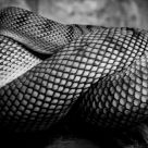 Snake Skin