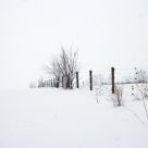 Fence Row